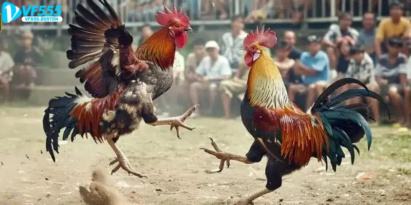 Bí Kíp Soi Kèo Đá Gà Luôn Thắng